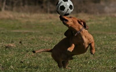 Why Dachshund Puppies are the Perfect Companions