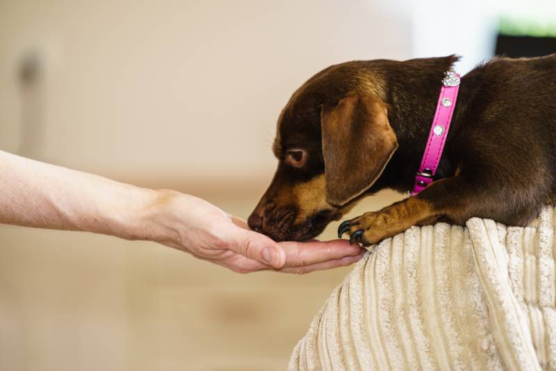 Important Info On Feeding Your Dachshund Puppy