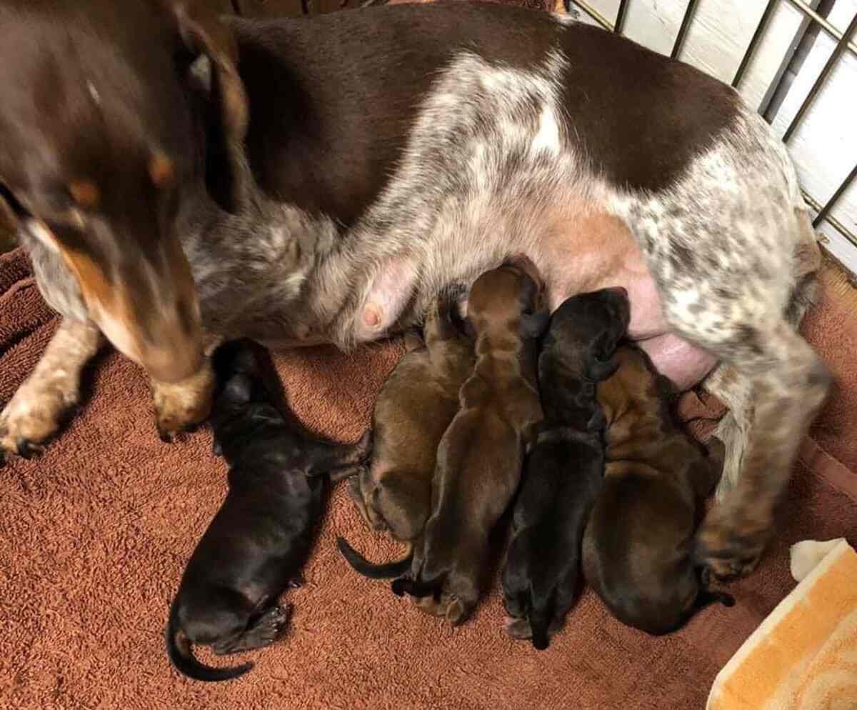 dachshund litter (1)