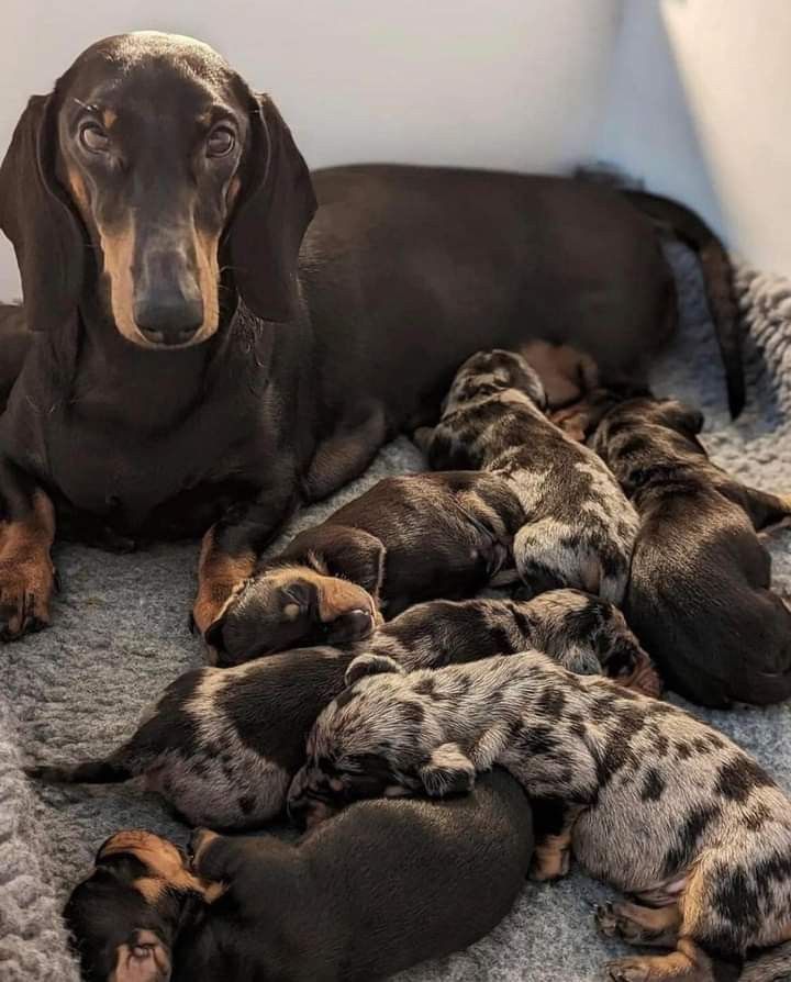 dachshund litter 2