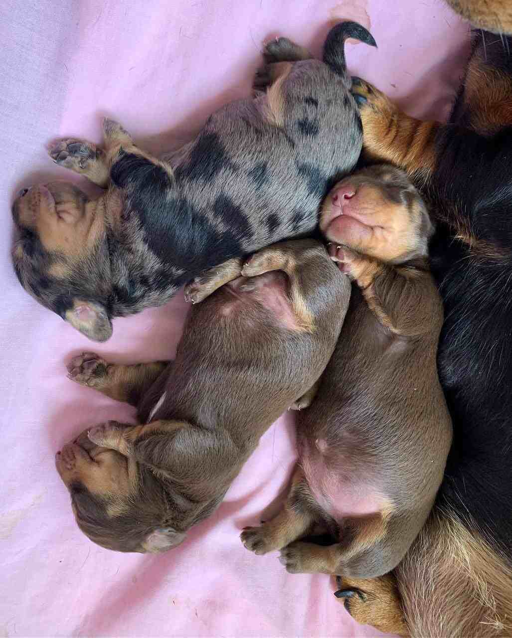 dachshund litter 4 (1)