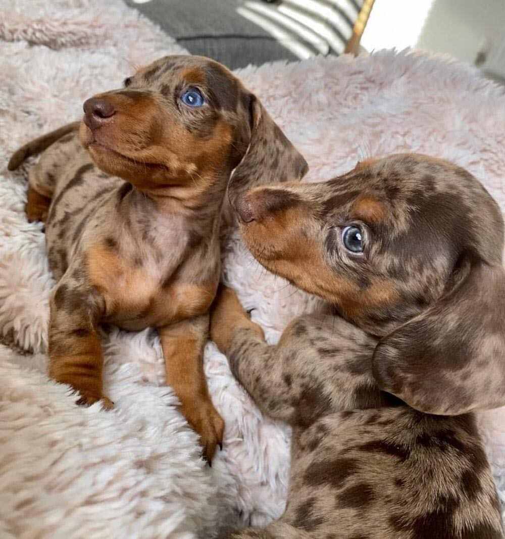 dachshund litter 5 (1)