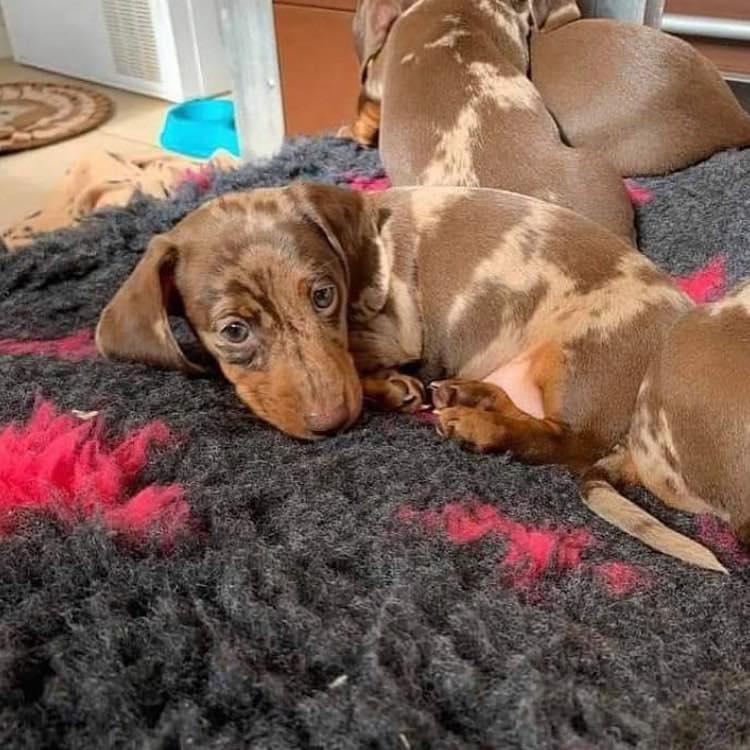 dachshund litter 6