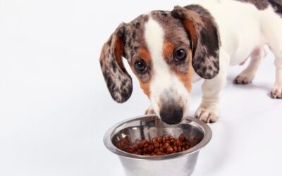 Top 10 Nutritious Foods to Feed Your Dachshund