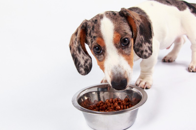 Top 10 Nutritious Foods to Feed Your Dachshund